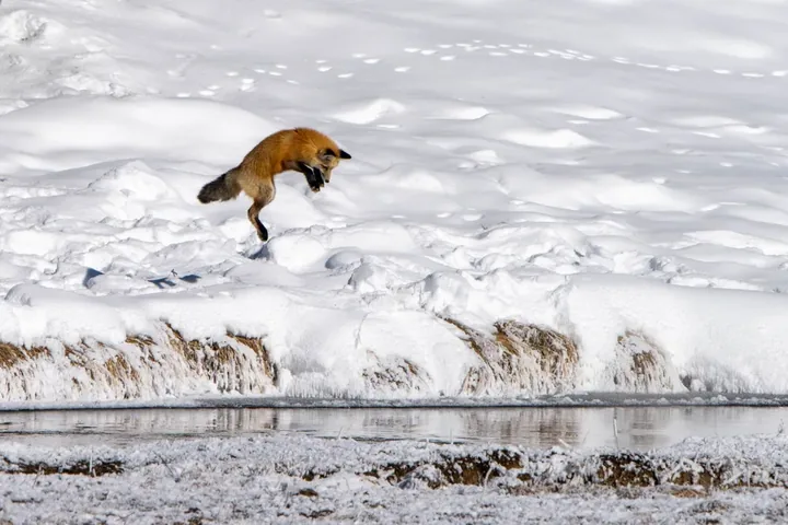 A red fox leaps high in the air, preparing to pounce on prey hidden beneath the snow-covered landscape of Yellowstone National Park. The fox's vibrant orange fur stands out against the white snow, as it gracefully arcs over a small, partially frozen stream.