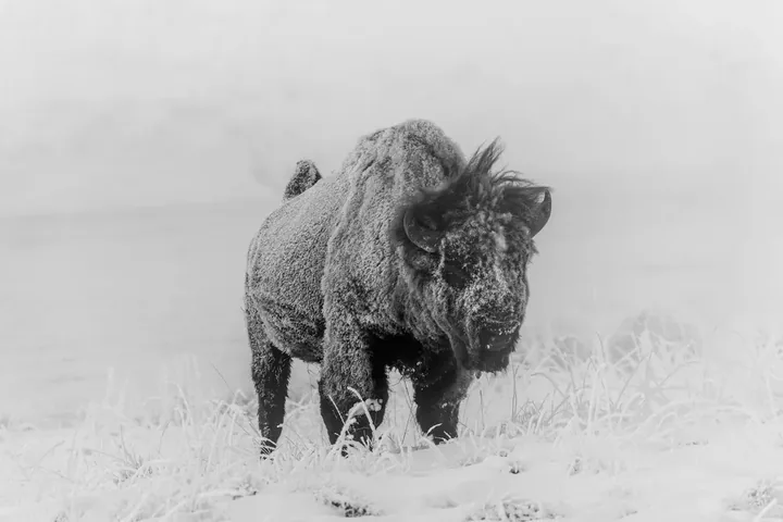 A snow-covered bison in Yellowstone National Park.